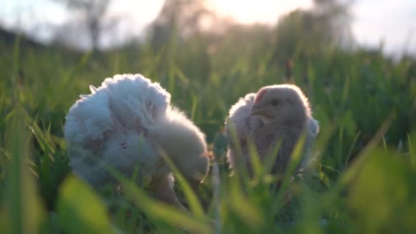 Unga Kycklingar Sitter Det Gröna Gräset Skjuten Slang — Stockvideo