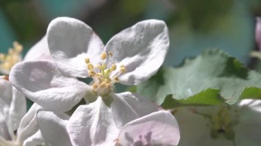 Ağır çekim. Elma ağacında beyaz çiçek