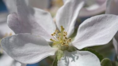 Ağır çekim. Elma ağacında beyaz çiçek