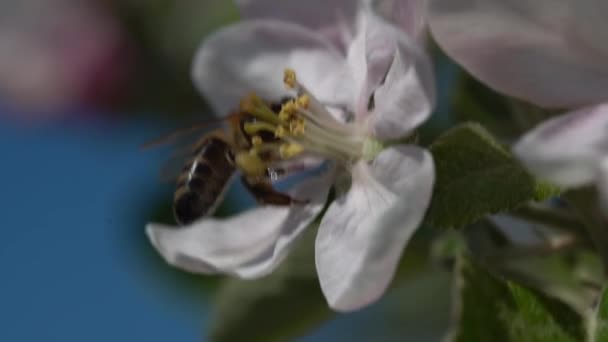 Повільний Рух Супер Крупним Планом Медова Бджола Комаха Запилює Розквіт — стокове відео