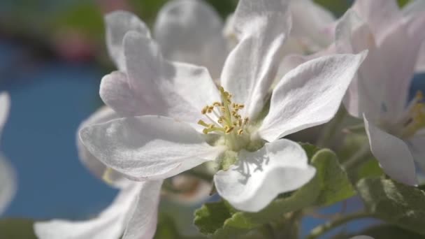 Rallentatore Fiore Bianco Melo — Video Stock