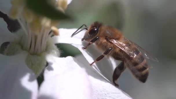 Langzame Beweging Superclose Van Een Honingbij Insect Bestuivend Een Appel — Stockvideo