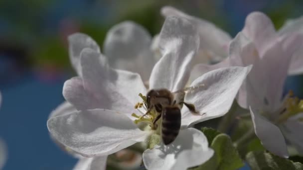 Sakta Backarna Super Närbild Honungsbi Insekt Pollinerar Ett Äpple Blomma — Stockvideo