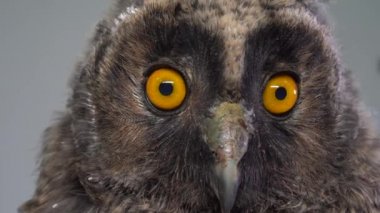 Stüdyo beyaz arka plan, genç uzun kulaklı baykuş, Asio otus kuş