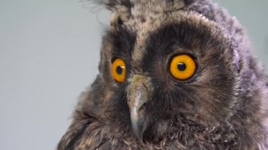 Stüdyo beyaz arka plan, genç uzun kulaklı baykuş, Asio otus kuş