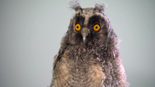 Studio Weißer Hintergrund Junge Langohreule Asio Otus Vogel — Stockvideo