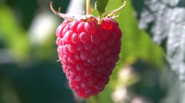 Ripe juicy raspberry fruit on bush. Close up 