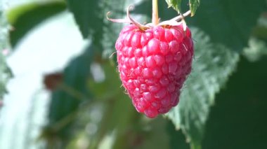 Ripe juicy raspberry fruit on bush. Close up dolly shot