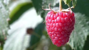 Ripe juicy raspberry fruit on bush. Close up dolly shot