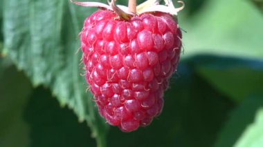 Ripe juicy raspberry fruit on bush. Close up dolly shot