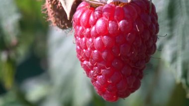 Ripe juicy raspberry fruit on bush. Close up 