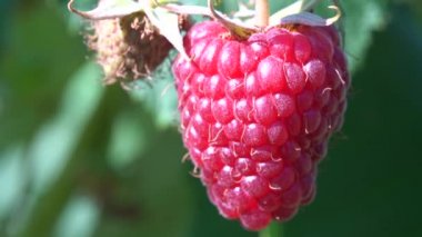Ripe juicy raspberry fruit on bush. Close up 