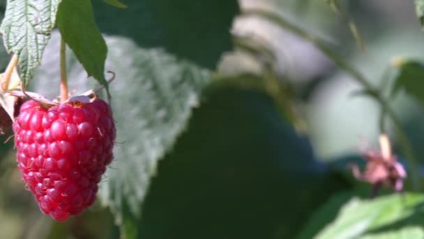 Ripe Juicy Raspberry Fruit Bush Close Dolly Shot — Video