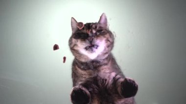 Kedi yemek yiyor, aç hayvanları besliyor. 