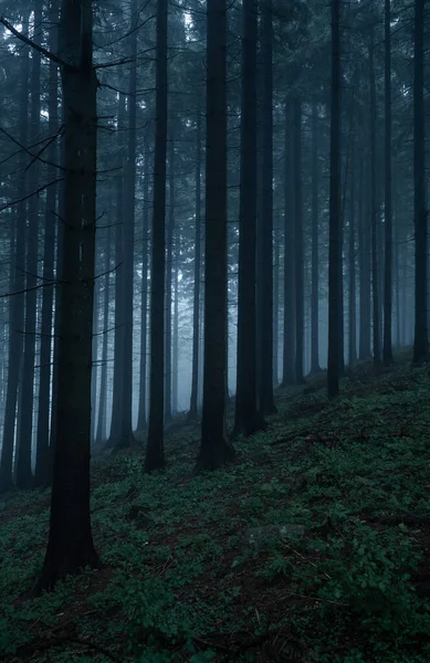 Gloomy Dark Forest Foggy Morning Best Mystic Atmosphere East Bohemia — Stock Photo, Image