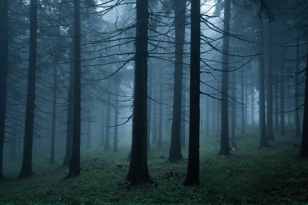 ボヘミアの東で最高の神秘的な雰囲気と霧に包まれた朝の間の悲観的な暗い森 — ストック写真