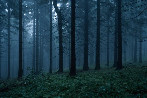 Glänsande Och Mörk Skog Dimmig Morgon Med Den Bästa Mystiska — Stockfoto