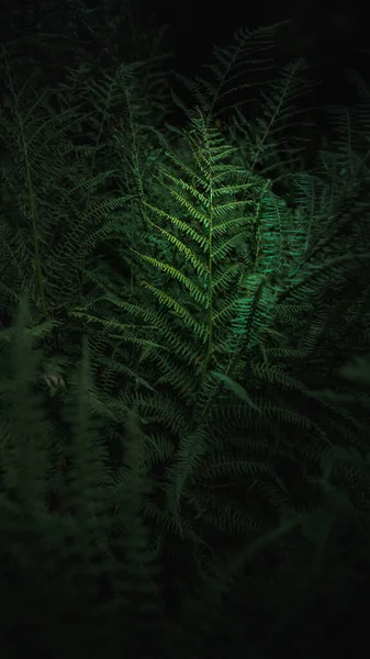 Τροπικά Φύλλα Φτέρης Σκούρο Πράσινο Φόντο Καταπληκτικό Κοντινό Και Κακόκεφο — Φωτογραφία Αρχείου