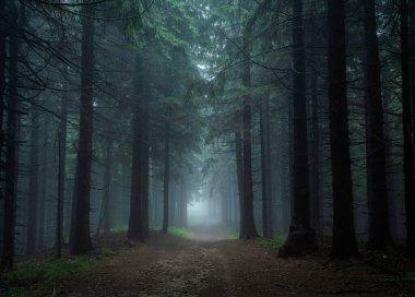 Kasvetli ve karanlık orman yolu sisli bir sabahta Bohemya 'nın doğusundaki en iyi mistik atmosferle.