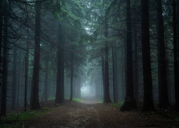 ボヘミアの東で最高の神秘的な雰囲気と霧の朝の間に悲観的で暗い森の道 — ストック写真