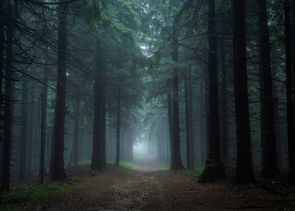 Мрачная и темная лесная дорога во время туманного утра с лучшей мистической атмосферой на востоке Чехии.