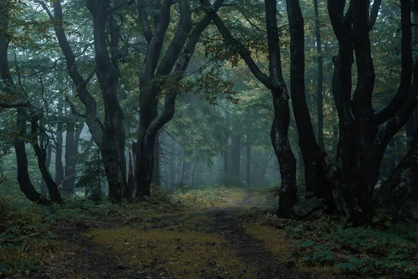 Glänsande Och Mörk Skogsväg Dimmig Morgon Med Den Bästa Mystiska — Stockfoto