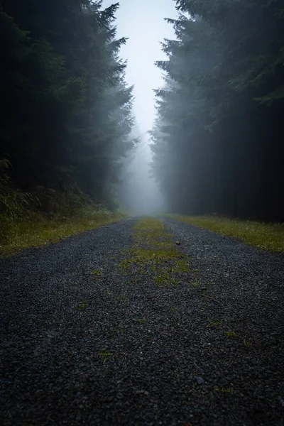Route Forestière Sombre Sombre Lors Une Matinée Brumeuse Avec Meilleure — Photo