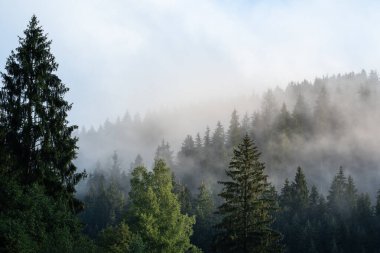 Bohemya 'nın doğusundaki en iyi mistik atmosfere sahip altın gündoğumu sırasında sisli dağ ve orman manzarası.
