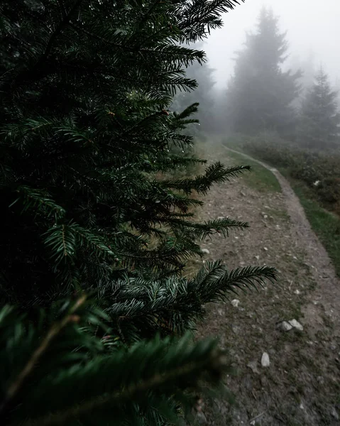 Moody Sentier Forestier Côté Des Pins Lors Une Matinée Brumeuse — Photo
