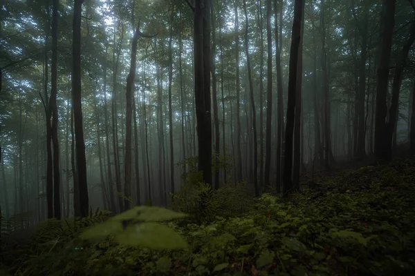 Мрачный Темный Лес Время Туманного Утра Лучшей Мистической Атмосферой Востоке — стоковое фото