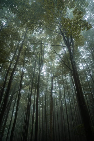 Szomorú Sötét Erdő Egy Ködös Reggelen Csehország Keleti Részének Legjobb Stock Kép