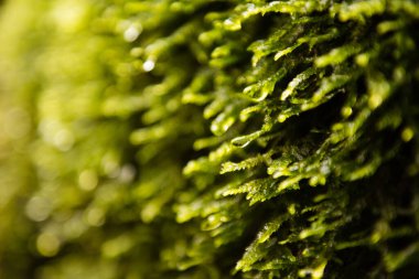 Texture of moss in nature
