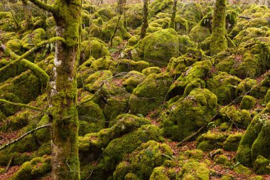 Virgin mossy forest