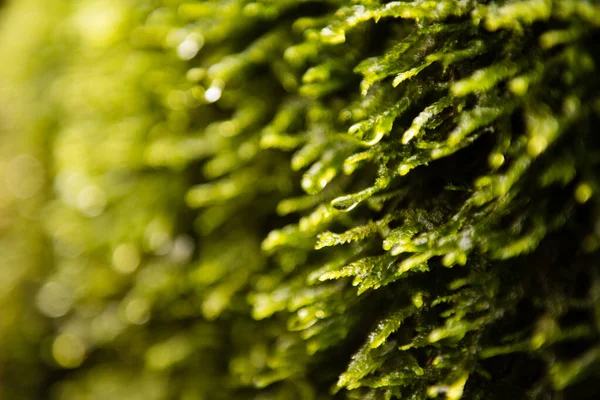Texture of moss in nature — Zdjęcie stockowe