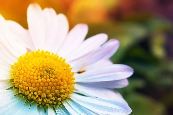 Цветок Близко Разноцветный Градиент Цветке Красивый Цветок — стоковое фото