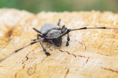 Ağaçtaki böcek. Böcek yakında. Ağaç Haşaratı