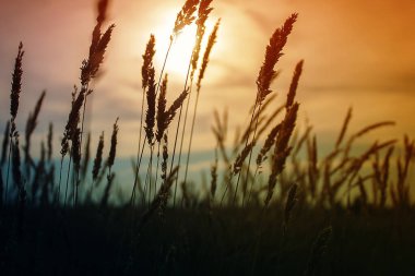 Sahada gün batımı. Tarladaki güneşin ışığı.