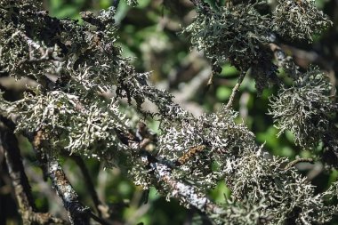 Yosun içinde bir ağaç. Ağaç dalı yosunla kaplanmış.