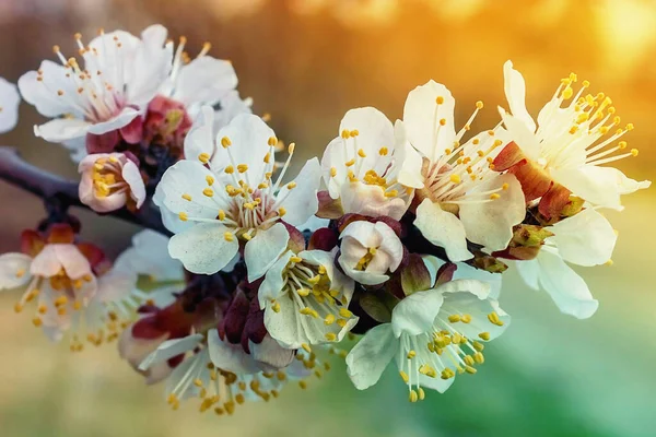 開花春の木の枝 木の色 春の自然 — ストック写真