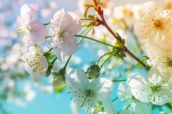 木の上の色 開花春の木の枝 暖かい春の天気 — ストック写真