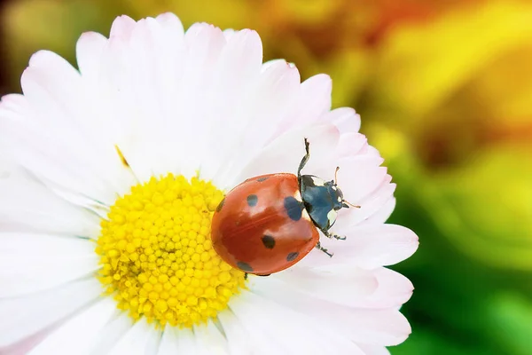 Parlak bir çiçekte güneşli. Renkli çiçek fotoğrafları ve böcekler