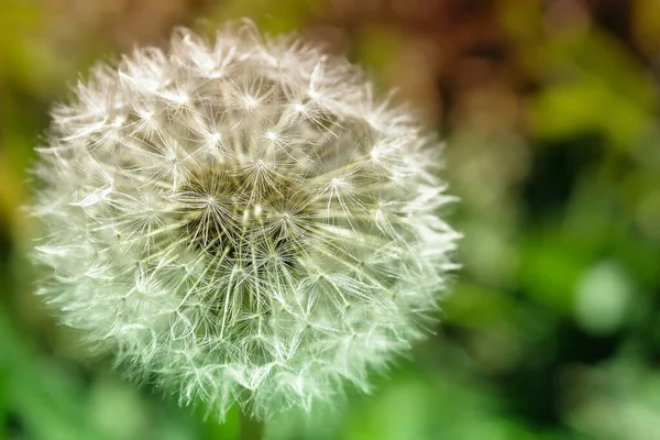 Bahar güzel bir karahindiba. Macro karahindiba avlıyor. Yumuşak bitkiler