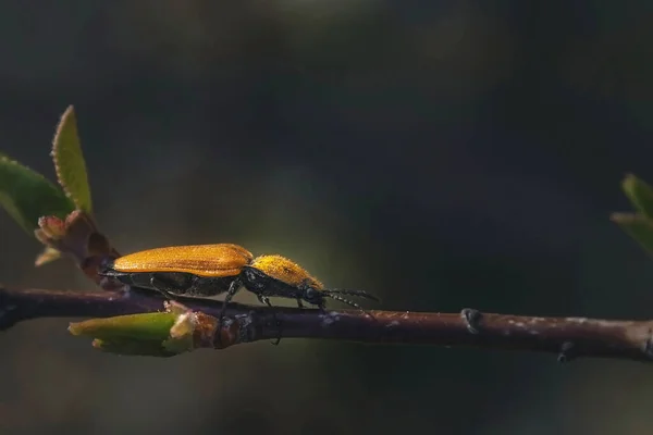 Insect Tak Gele Kever Tak Kijkt Van Dichtbij — Stockfoto