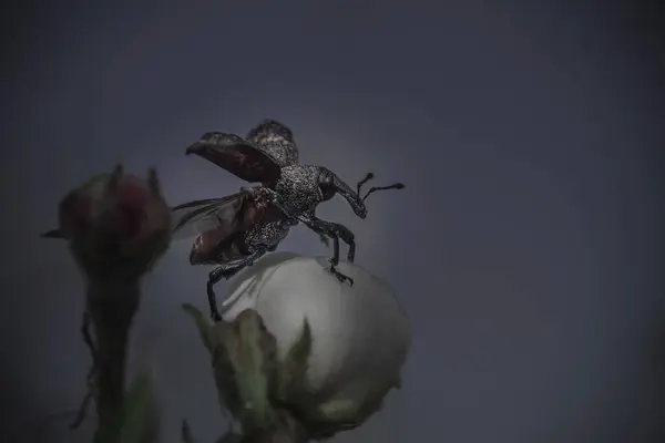 Het Vliegende Insect Kever Bloei Van Boom — Stockfoto