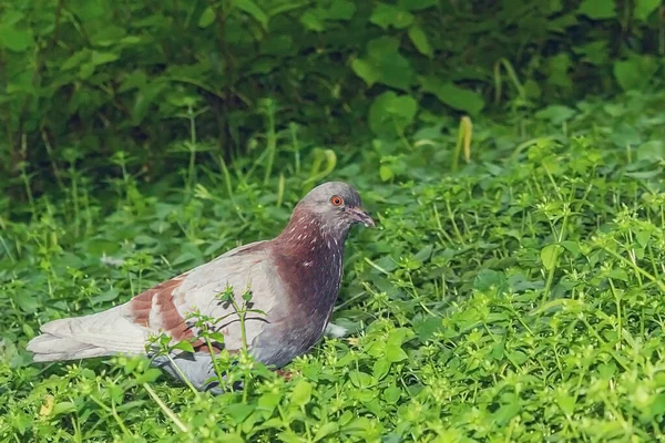 Pigeon Dans Herbe Oiseau Est Milieu Parc — Photo