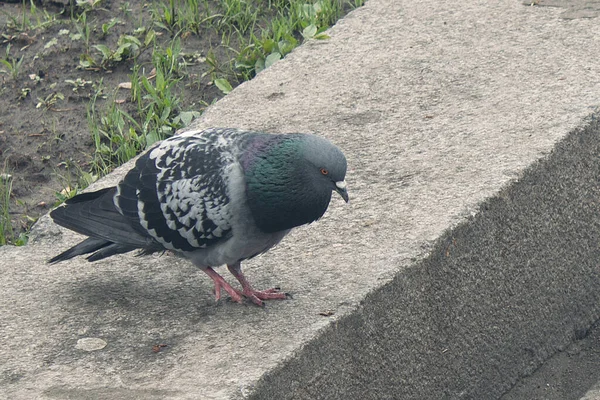 Pigeon Longe Trottoir Oiseau Recherche Nourriture — Photo