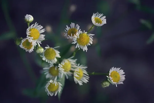 Lindas Flores Para Fundo Flores Fundo Japonês — Fotografia de Stock