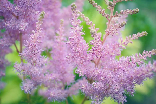 Pink Tender Flower Beautiful Fluffy Flower Flower Fresh Air — Stock Photo, Image