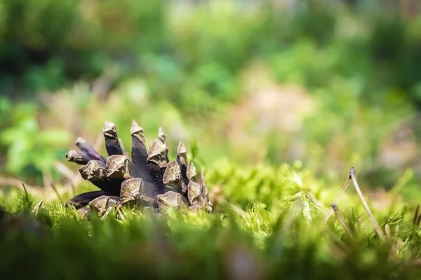 森の中の美しいコーン 森の美しい自然 — ストック写真