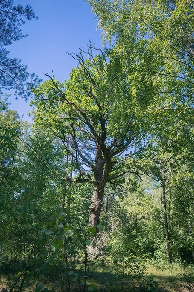 Большой Дуб Лесу Широкий Многолетний Дуб Лесное Дерево — стоковое фото